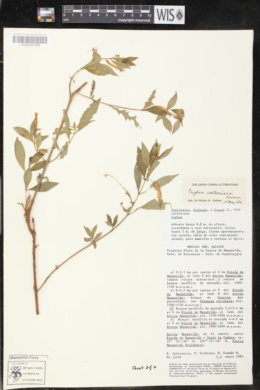 Cuphea watsoniana image