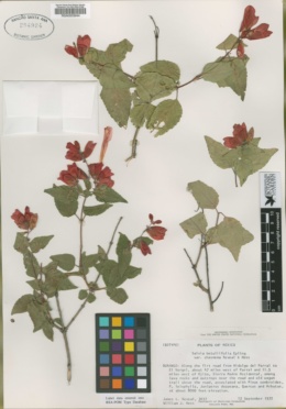 Salvia betuliifolia image