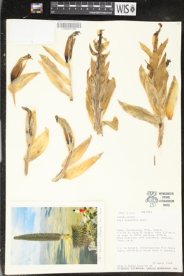 Puya raimondii image