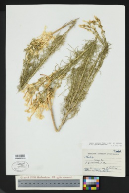 Image of Gilia longiflora