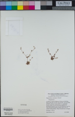 Image of Plagiobothrys uncinatus