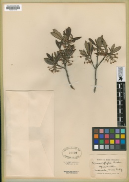 Arctostaphylos bicolor image