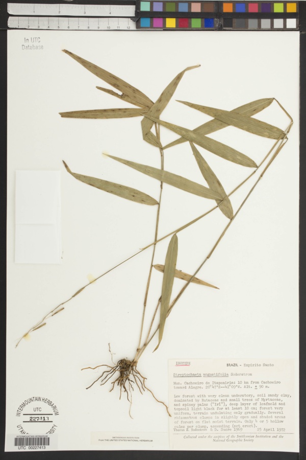 Streptochaeta angustifolia image