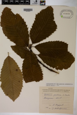 Quercus pontica image