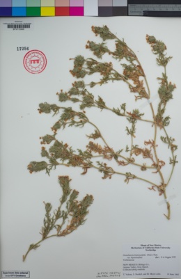 Glandularia bipinnatifida var. bipinnatifida image