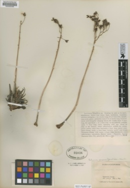 Image of Cotyledon saxosum