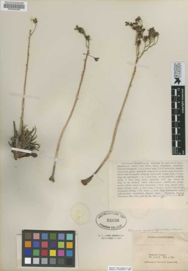 Dudleya saxosa subsp. saxosa image