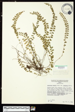 Asplenium peruvianum image