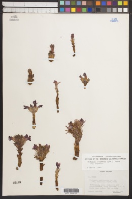Orobanche corymbosa subsp. corymbosa image