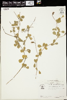 Cracca chrysophylla image