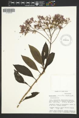 Image of Neomirandea parasitica