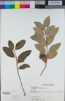 Image of Crinodendron tucumanum
