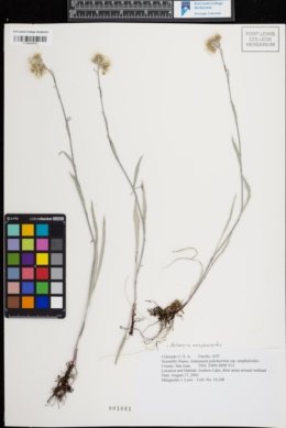 Image of Antennaria anaphaloides