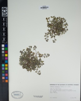 Phacelia inyoensis image