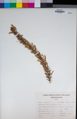 Acacia verticillata image