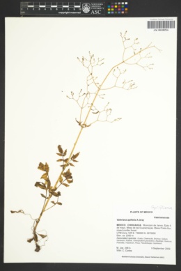 Image of Valeriana apiifolia