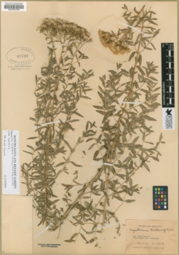 Image of Ageratina hyssopina