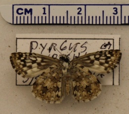 Pyrgus oileus image