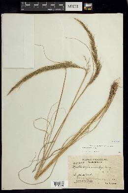 Muhlenbergia versicolor image