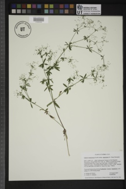 Galium mexicanum subsp. asperulum image