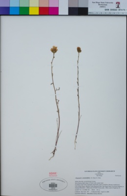 Chaenactis artemisiifolia image