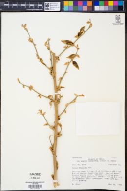 Image of Yucca flaccida