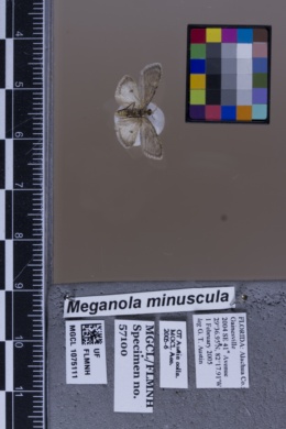 Meganola minuscula image