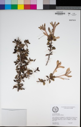 Image of Barleria rotundifolia