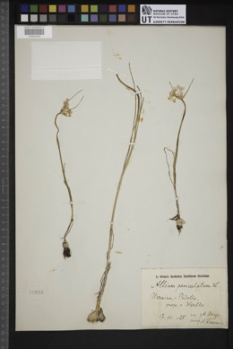 Allium paniculatum image
