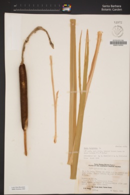 Typha latifolia image