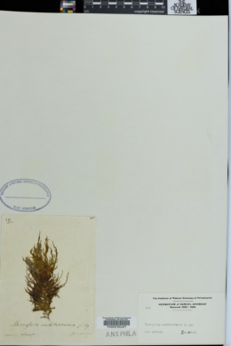 Mesogloia mediterranea image