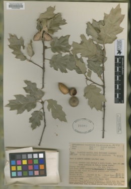 Quercus x ganderi image