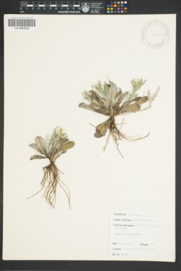 Image of Antennaria munda