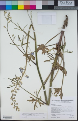 Delphinium parishii subsp. pallidum image