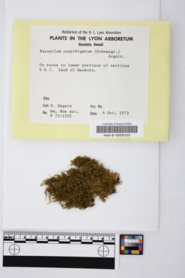 Racopilum cuspidigerum image