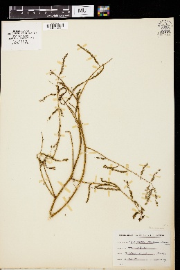 Leptoglottis floridana image