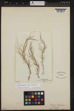 Chordaria gracilis image