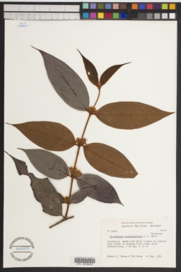 Image of Rhodomyrtus novoguineensis