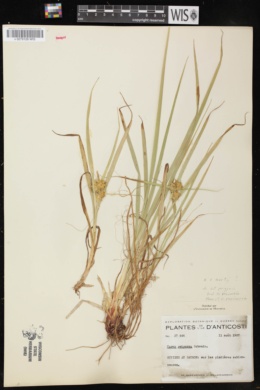 Carex x hartii image