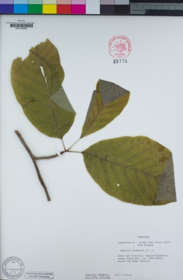 Image of Magnolia acuminata