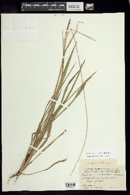 Setaria variifolia image