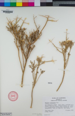 Image of Menodora spinescens