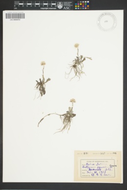 Image of Antennaria canadensis
