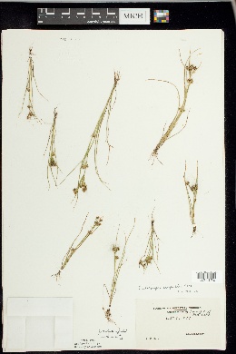 Psilocarya scirpoides image