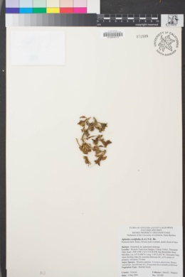 Image of Aptenia cordifolia