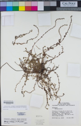 Image of Plagiobothrys reticulatus
