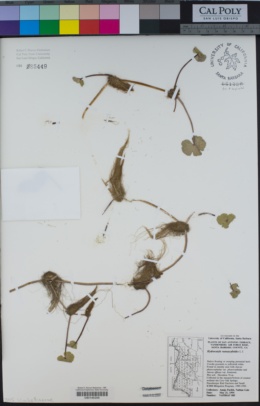 Image of Hydrocotyle ranunculoides