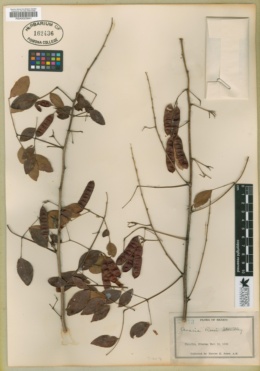 Image of Acacia rosei
