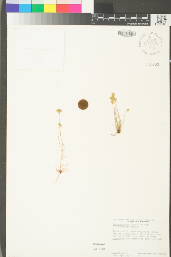 Pentachaeta exilis subsp. aeolica image