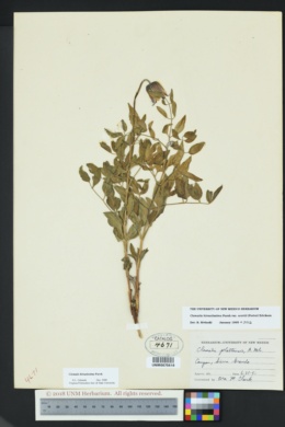 Clematis hirsutissima var. scottii image